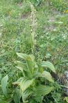 Veratrum album