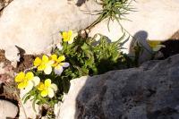 Viola tricolor