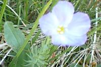 Linum alpinum