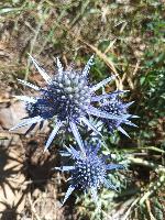 Eryngium bourgatii subsp. bourgatii