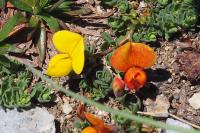 Lotus corniculatus subsp. alpinus