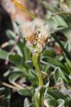 Antennaria carpatica