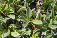 Antennaria carpatica