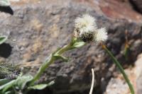 Antennaria carpatica