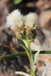 Antennaria carpatica