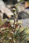Artemisia eriantha