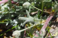 Artemisia eriantha