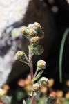 Artemisia eriantha
