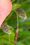 Carex frigida