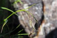 Carex frigida