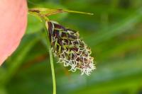 Carex frigida