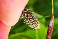 Carex frigida