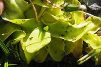 Pinguicula grandiflora