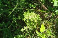 Teucrium scordium