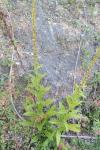 Digitalis lutea
