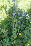 Campanula rhomboidalis