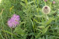 Centaurea uniflora