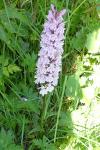 Dactylorhiza maculata