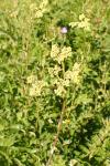 Filipendula ulmaria