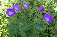 Geranium sylvaticum