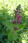 Stachys sylvatica