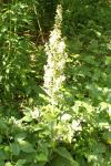 Veratrum album