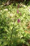 Lilium martagon