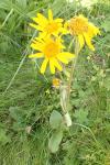 Arnica montana