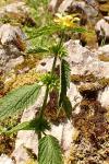 Lamium galeobdolon