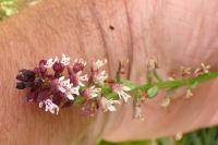 Neotinea ustulata