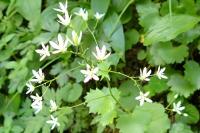 Saxifraga rotundifolia subsp. rotundifolia
