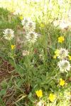 Trifolium montanum subsp. montanum