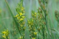 Narthecium ossifragum