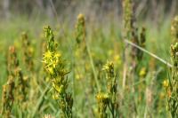 Narthecium ossifragum
