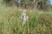 Eriophorum angustifolium