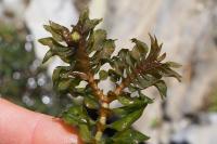 Groenlandia densa