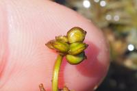 Groenlandia densa