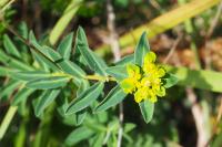 Euphorbia flavicoma subsp. occidentalis
