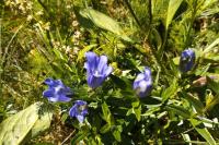 Gentiana pneumonanthe