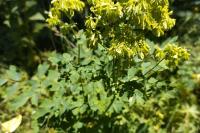 Thalictrum aquilegiifolium