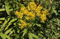 Senecio ovatus subsp. alpestris