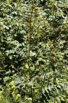 Cirsium erisithales