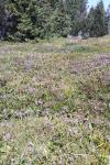 Calluna vulgaris