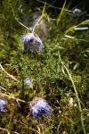 Jasione laevis