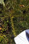 Thesium alpinum