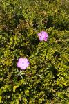 Dianthus seguieri subsp. pseudocollinus