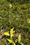 Allium victorialis