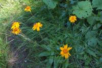 Arnica montana