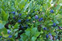 Vaccinium myrtillus