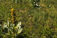 Gentiana lutea